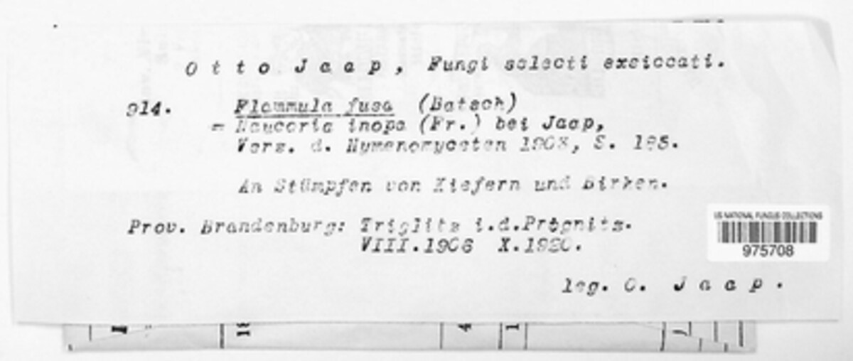 Pholiota fusa image